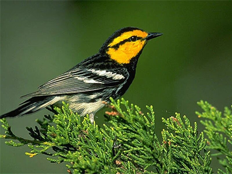 Yellow-rumped Warbler — Black, Calm