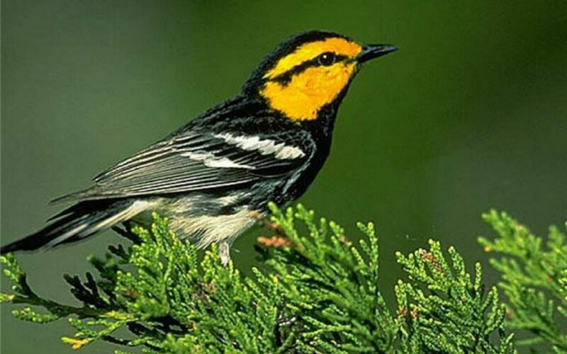 Yellow-rumped Warbler — Black, Natural, Photograph, Bird