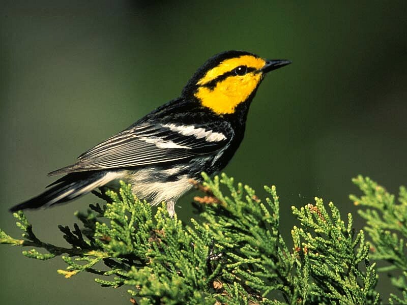Yellow-rumped Warbler — Black, Natural
