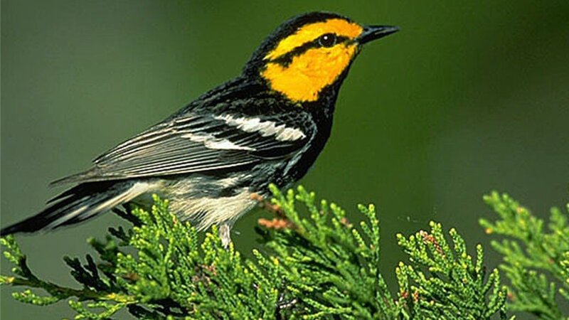 Yellow-rumped Warbler — Black