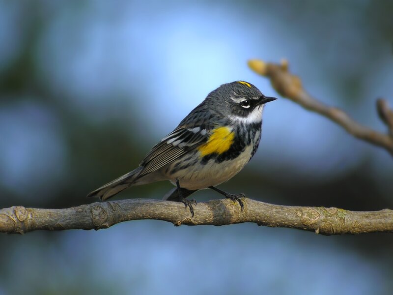 Yellow-rumped Warbler — Gray, Calm, Morning
