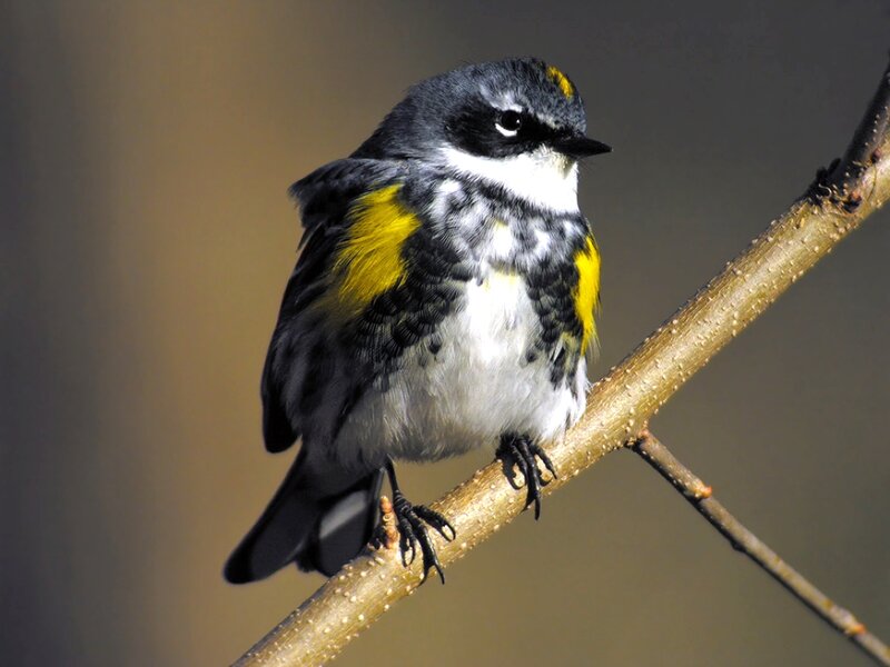 Yellow-rumped Warbler — Gray, Calm, Photograph