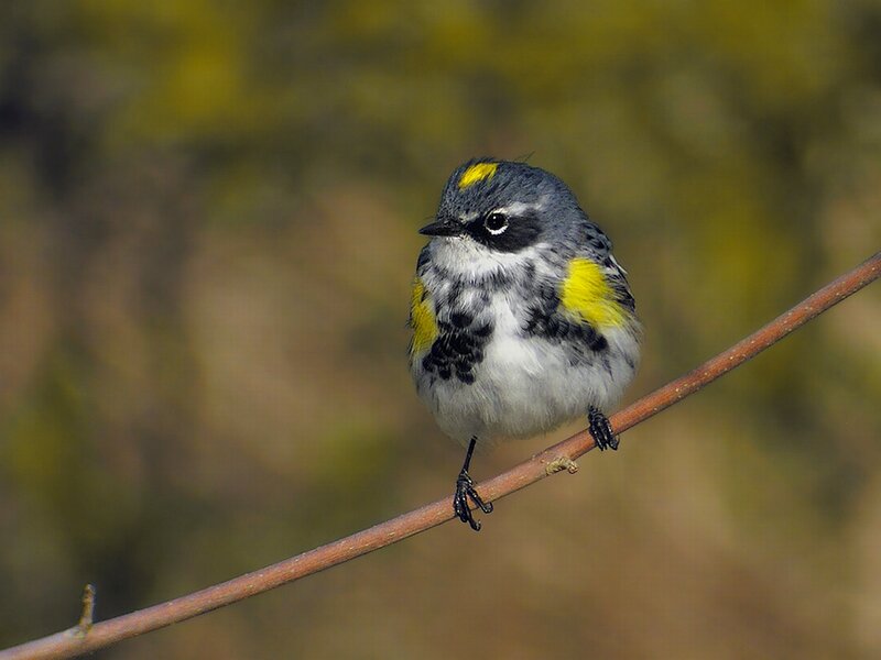 Yellow-rumped Warbler — Gray, Calm