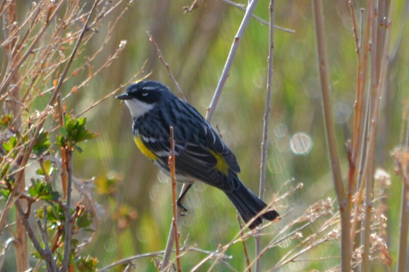 Yellow-rumped Warbler — Gray, Natural