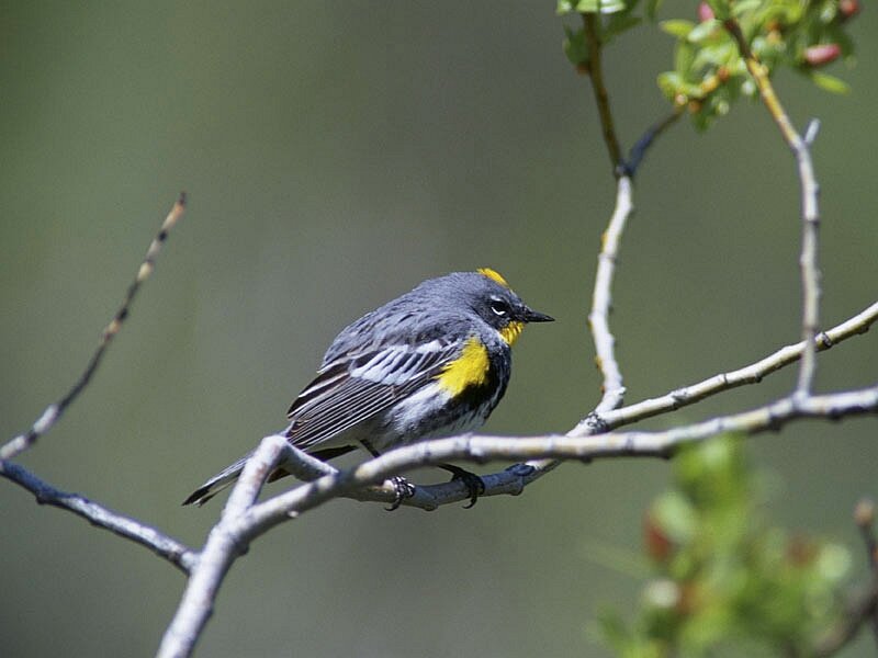 Yellow-rumped Warbler — Gray