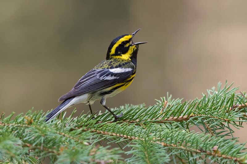 Yellow-rumped Warbler — Green, Natural