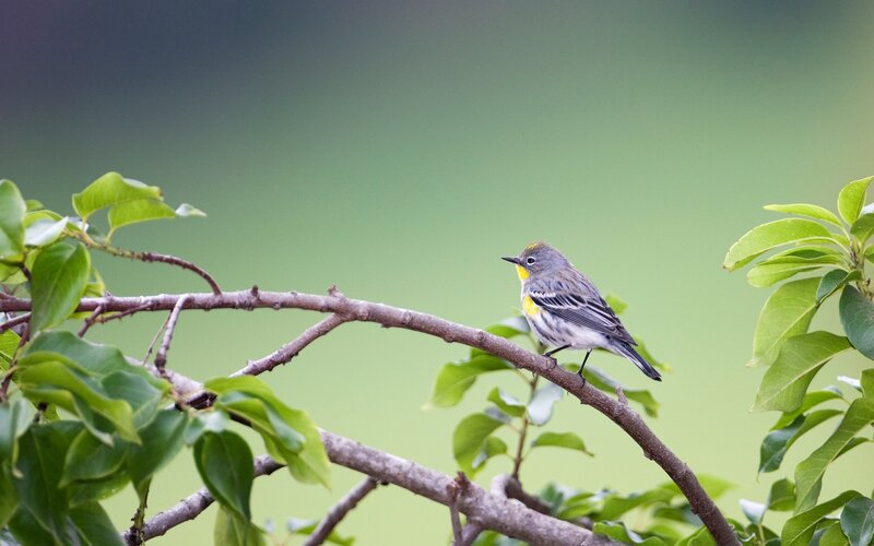 Yellow-rumped warbler on a branch