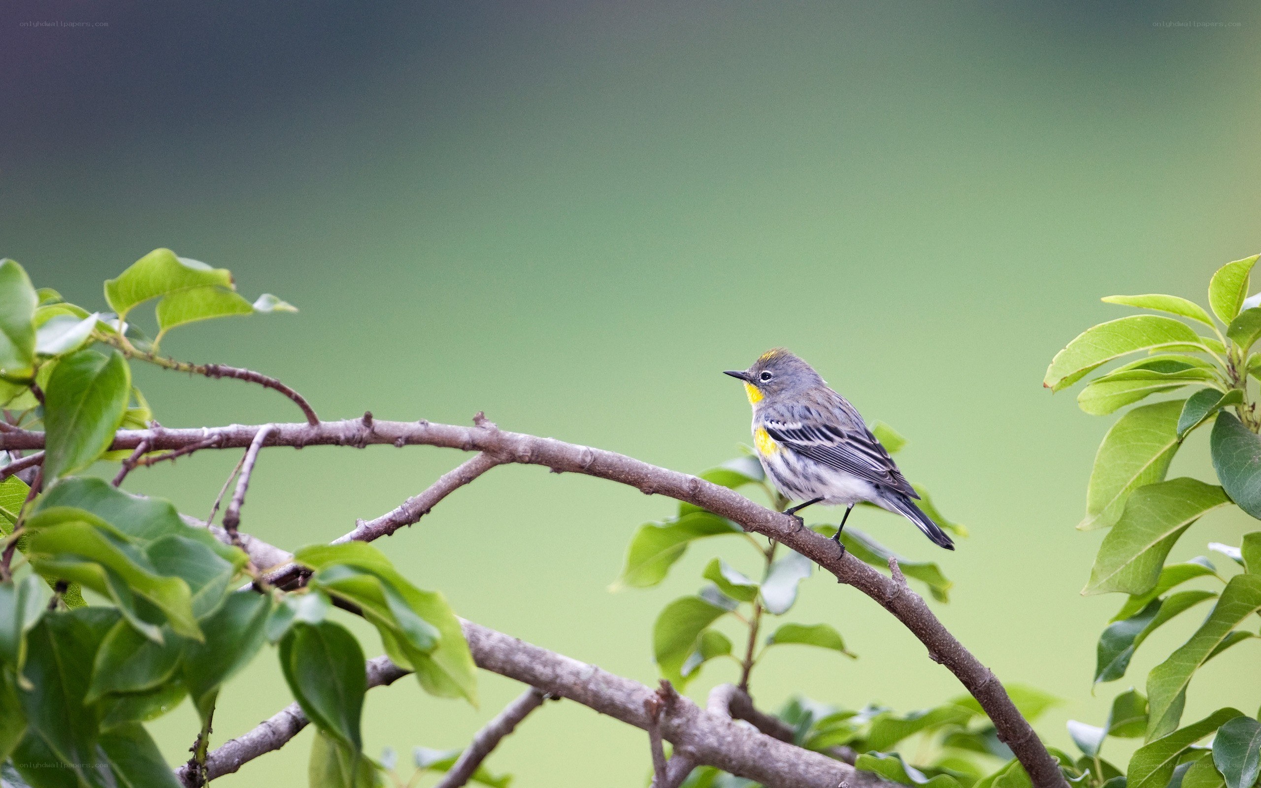 Yellow-rumped warbler on a branch