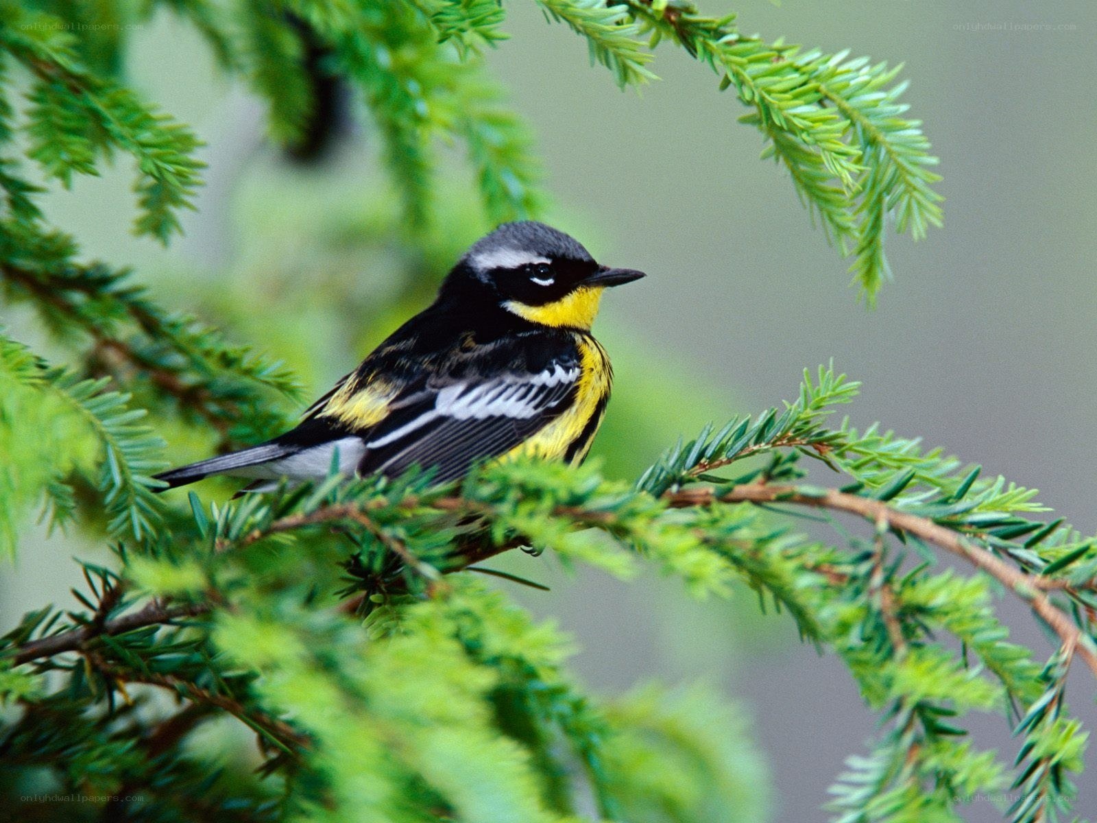 yellow-rumped warbler on branch