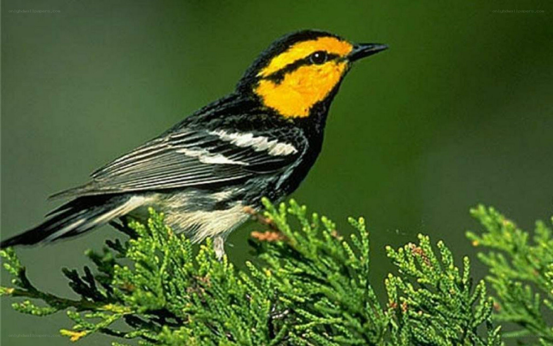 Yellow-rumped warbler on branch