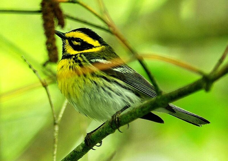 Yellow-rumped warbler on branch