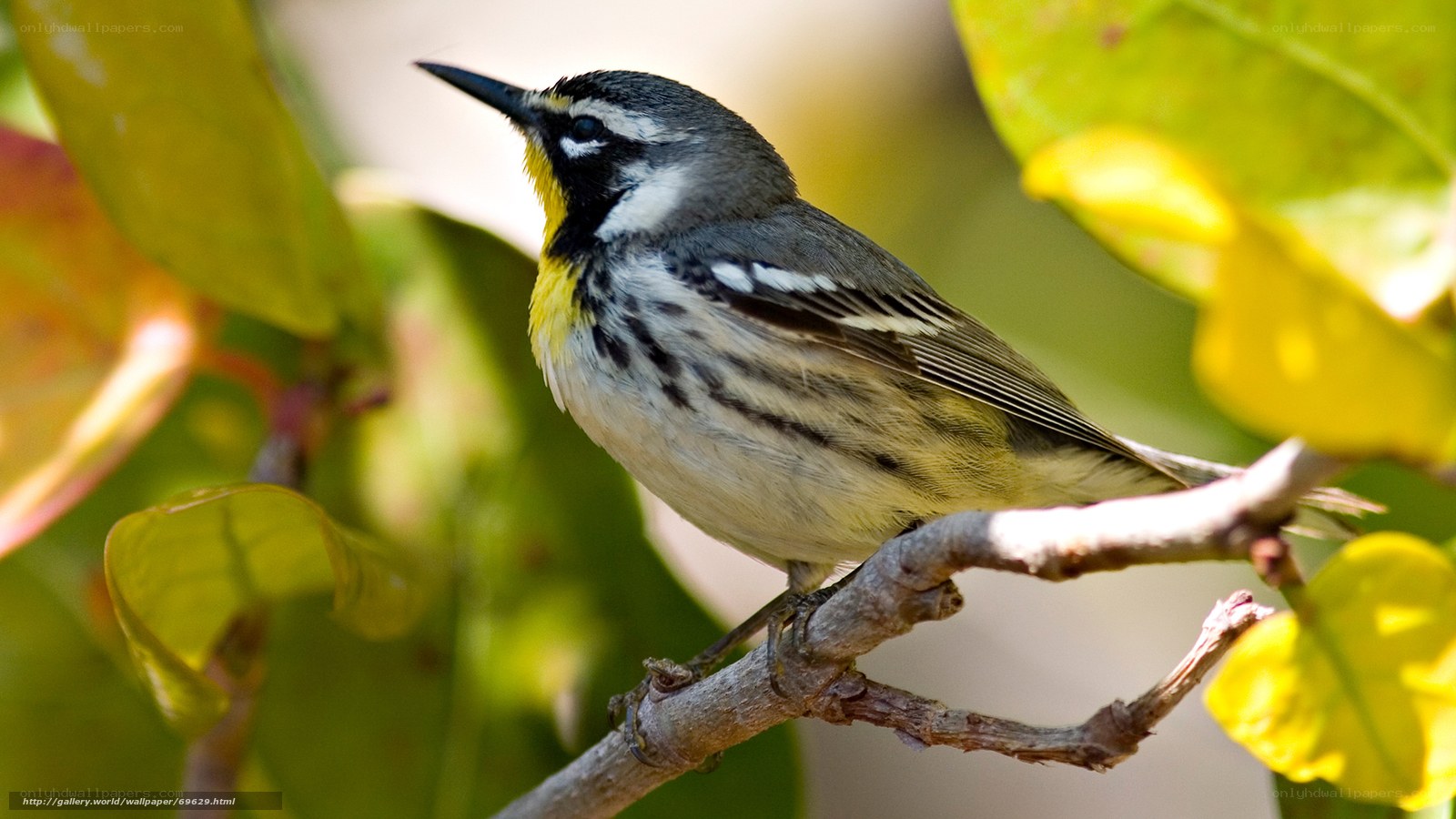 Yellow-rumped warbler on branch