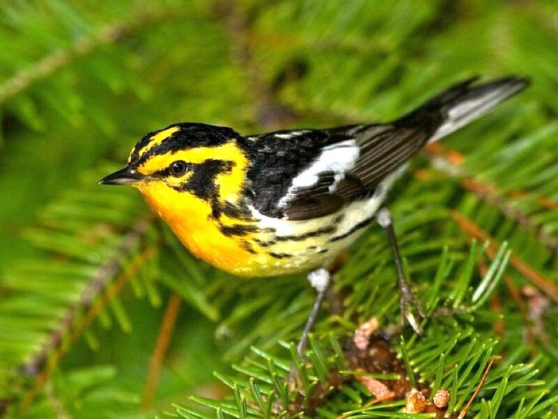 Yellow-rumped Warbler