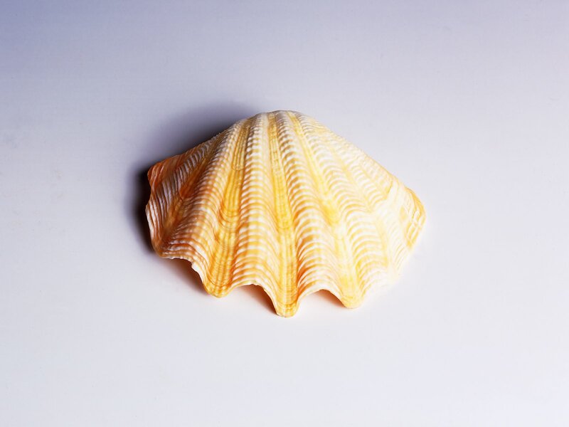 yellow scallop shell