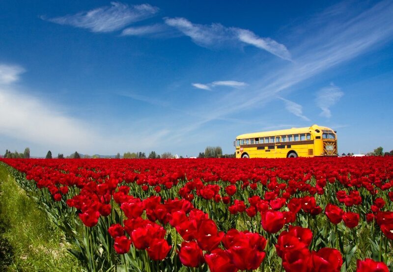 Yellow School Bus in Tulip Field