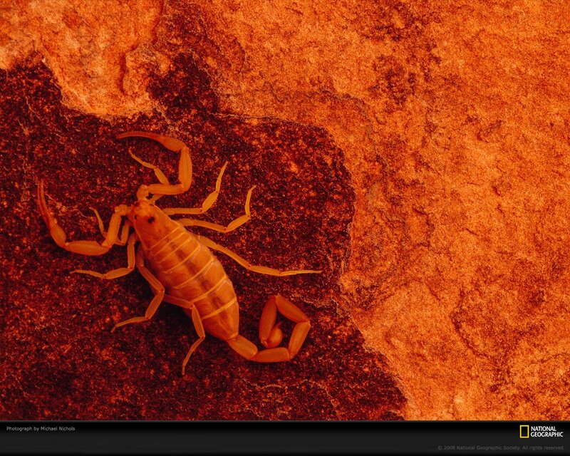 Yellow Scorpion on Rock