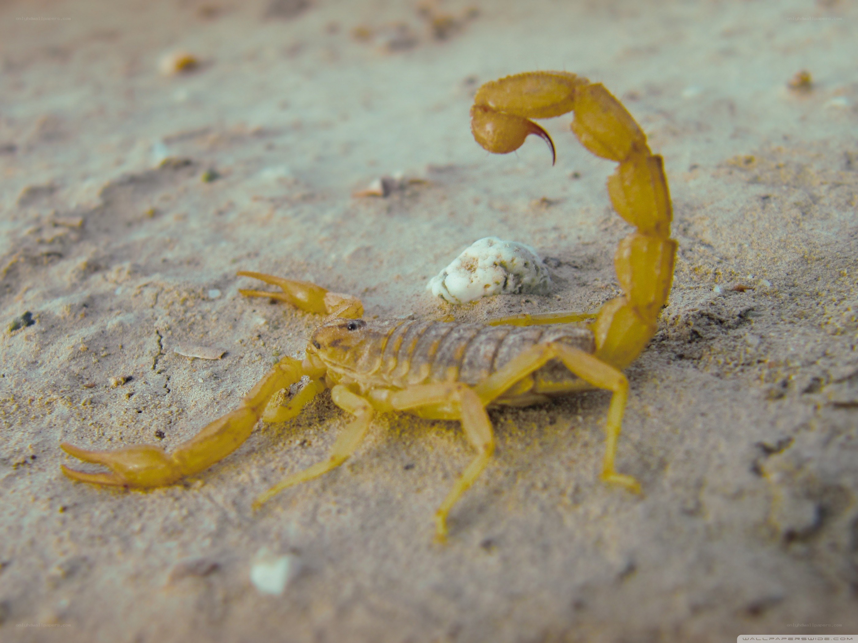 Yellow scorpion on sandy ground