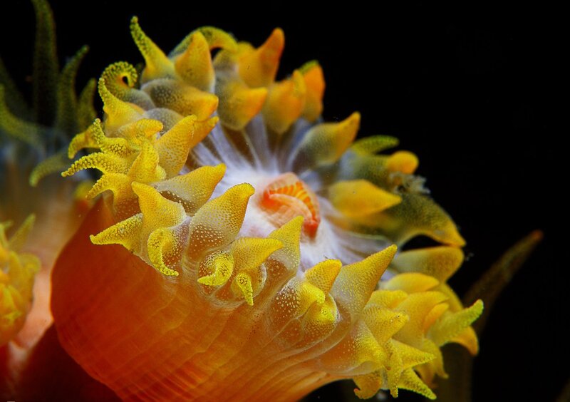 Yellow Sea Anemone — Dramatic