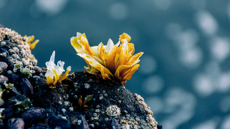 Yellow Sea Anemone — Natural