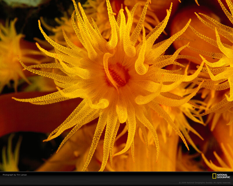 Yellow Sea Anemone — Vibrant, Photograph