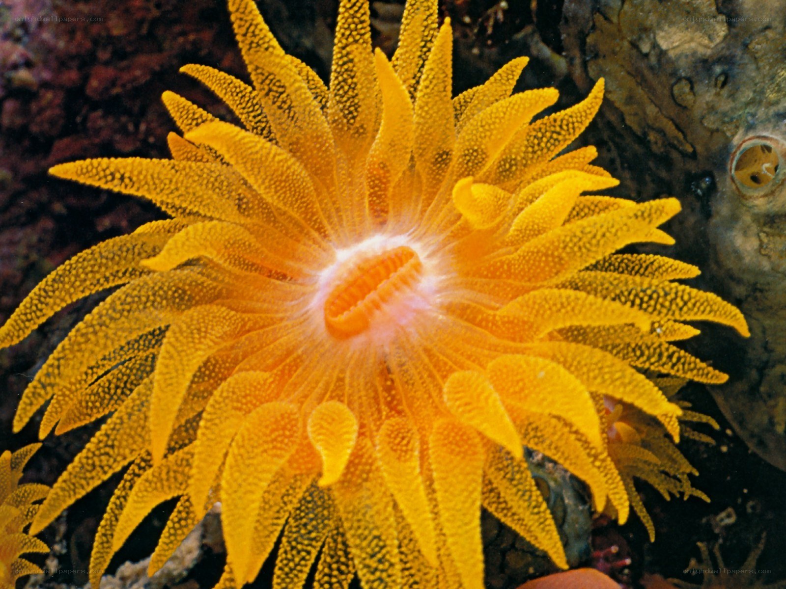 Yellow sea anemone