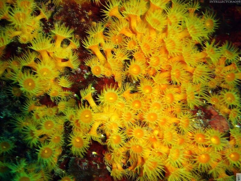 Yellow sea anemones on reef