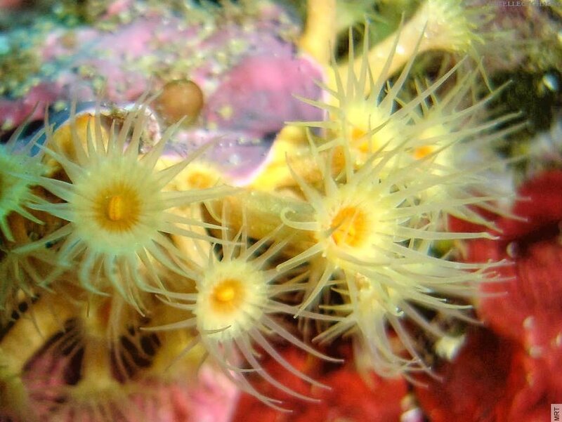 Yellow sea anemones on reef