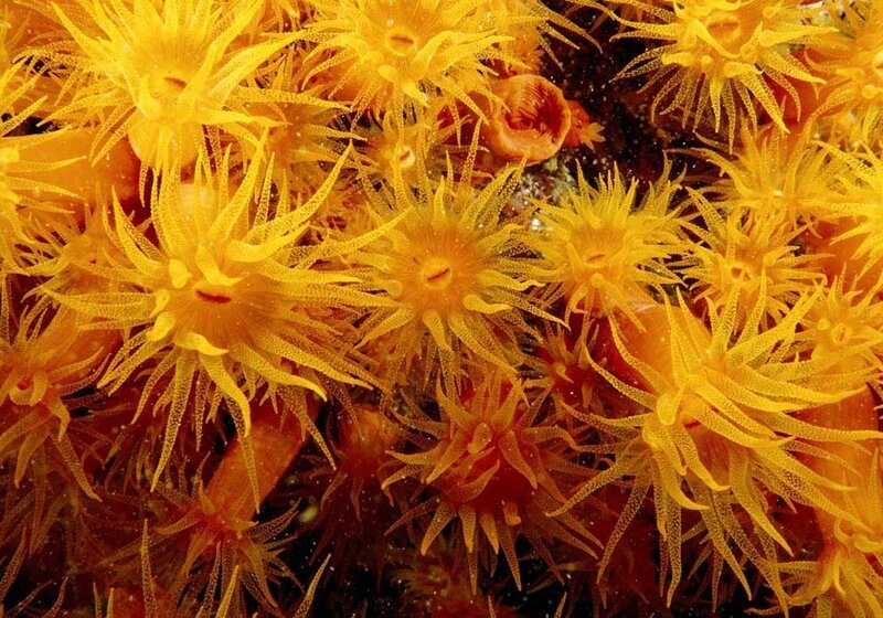 Yellow sea anemones underwater