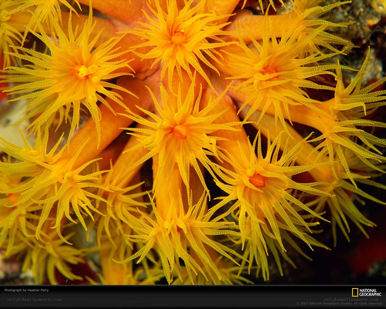 Yellow sea anemones