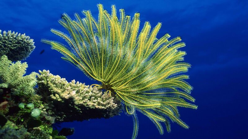 Yellow sea feather coral