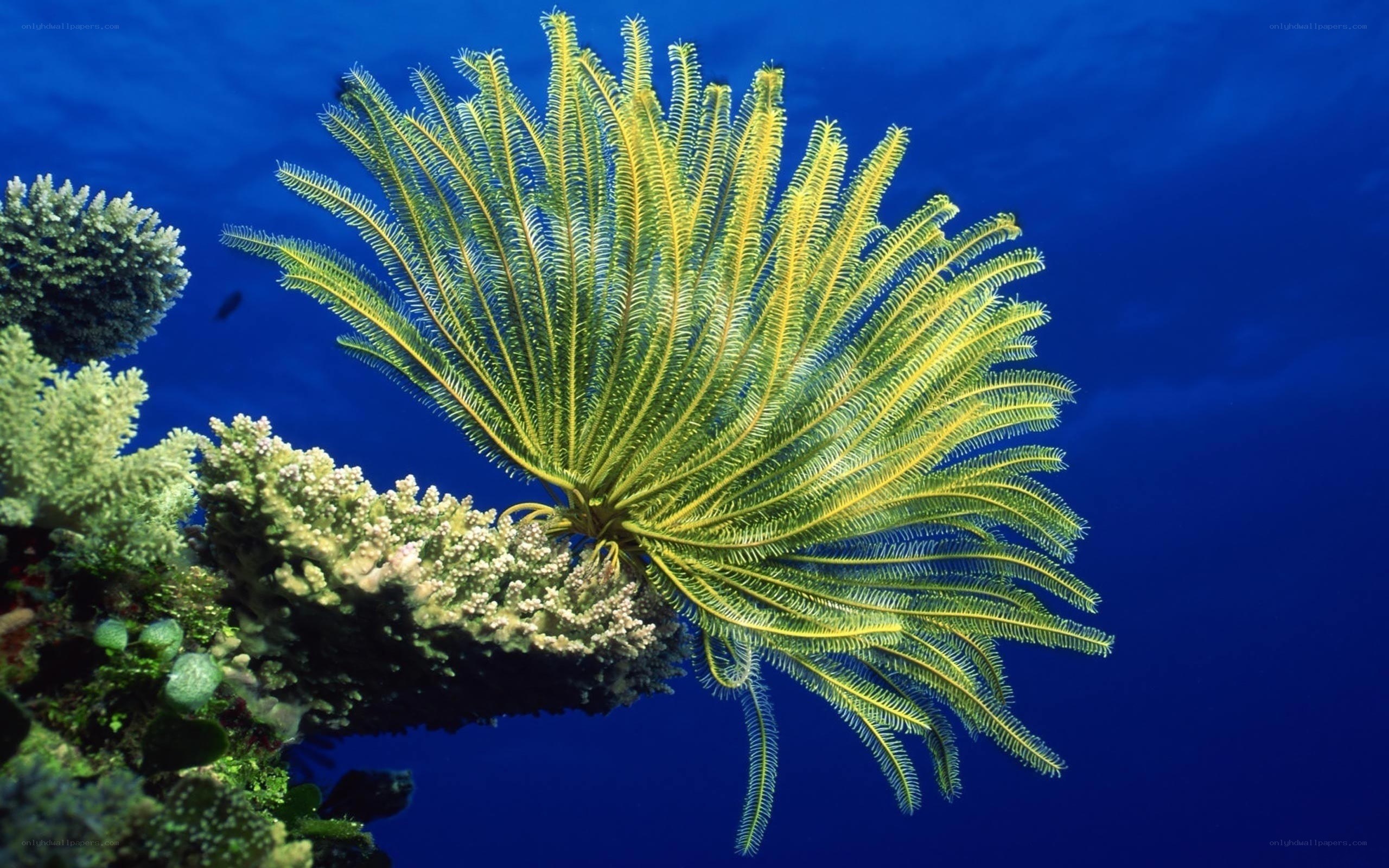 Yellow sea feather coral