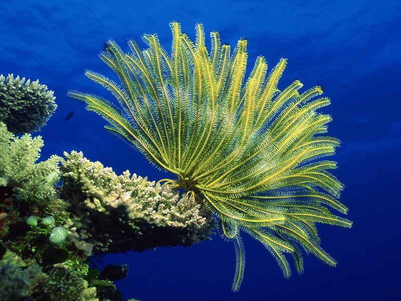Yellow sea feather in coral reef