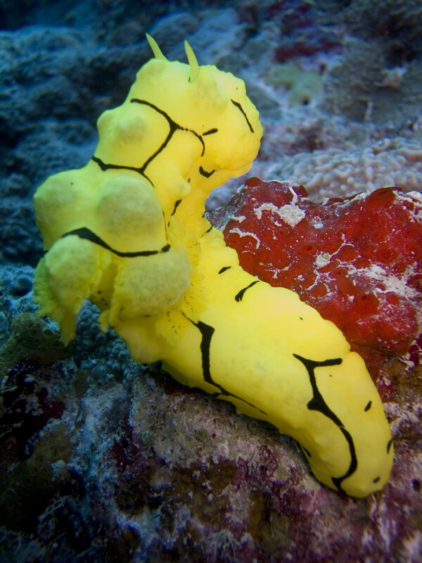 Yellow sea slug on coral reef
