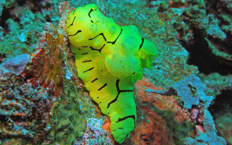yellow sea slug on coral
