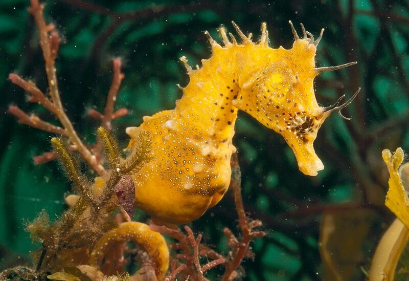 Yellow Seahorse — Calm