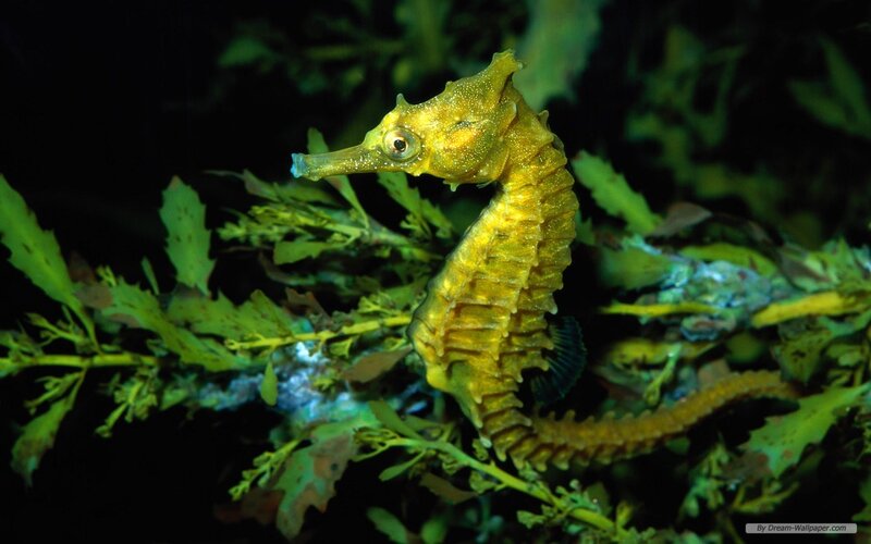 Yellow Seahorse — Green