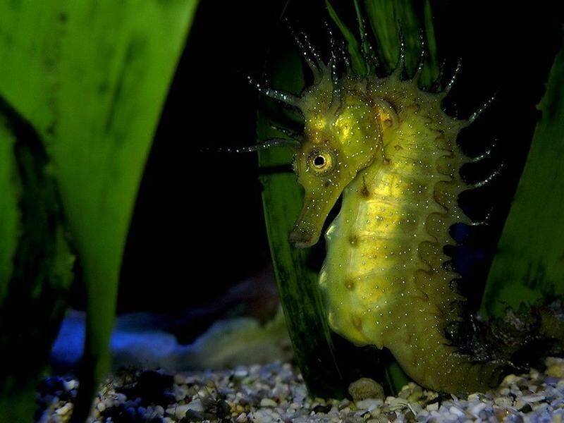 Yellow seahorse in aquarium