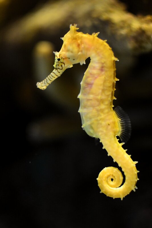 Yellow seahorse in aquarium