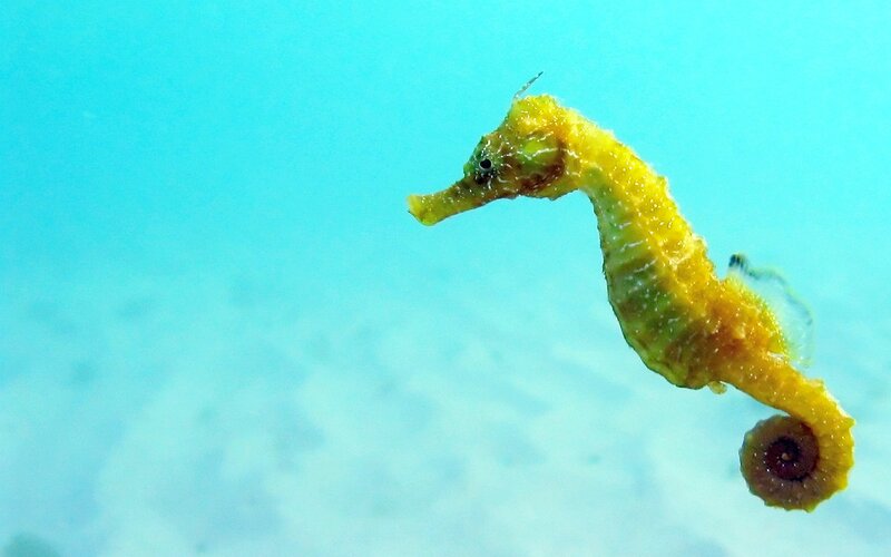 Yellow seahorse in blue water