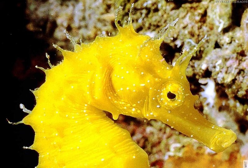 Yellow seahorse in coral