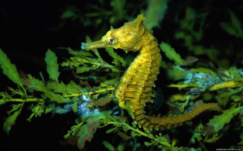Yellow seahorse in seaweed