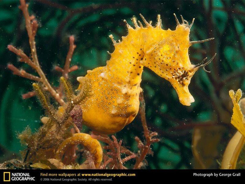 Yellow seahorse in seaweed