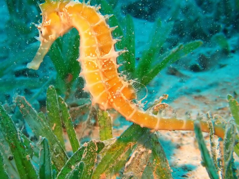 Yellow Seahorse in Seaweed — Calm