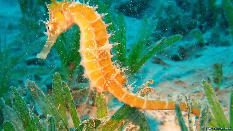 Yellow Seahorse in Seaweed — Serene