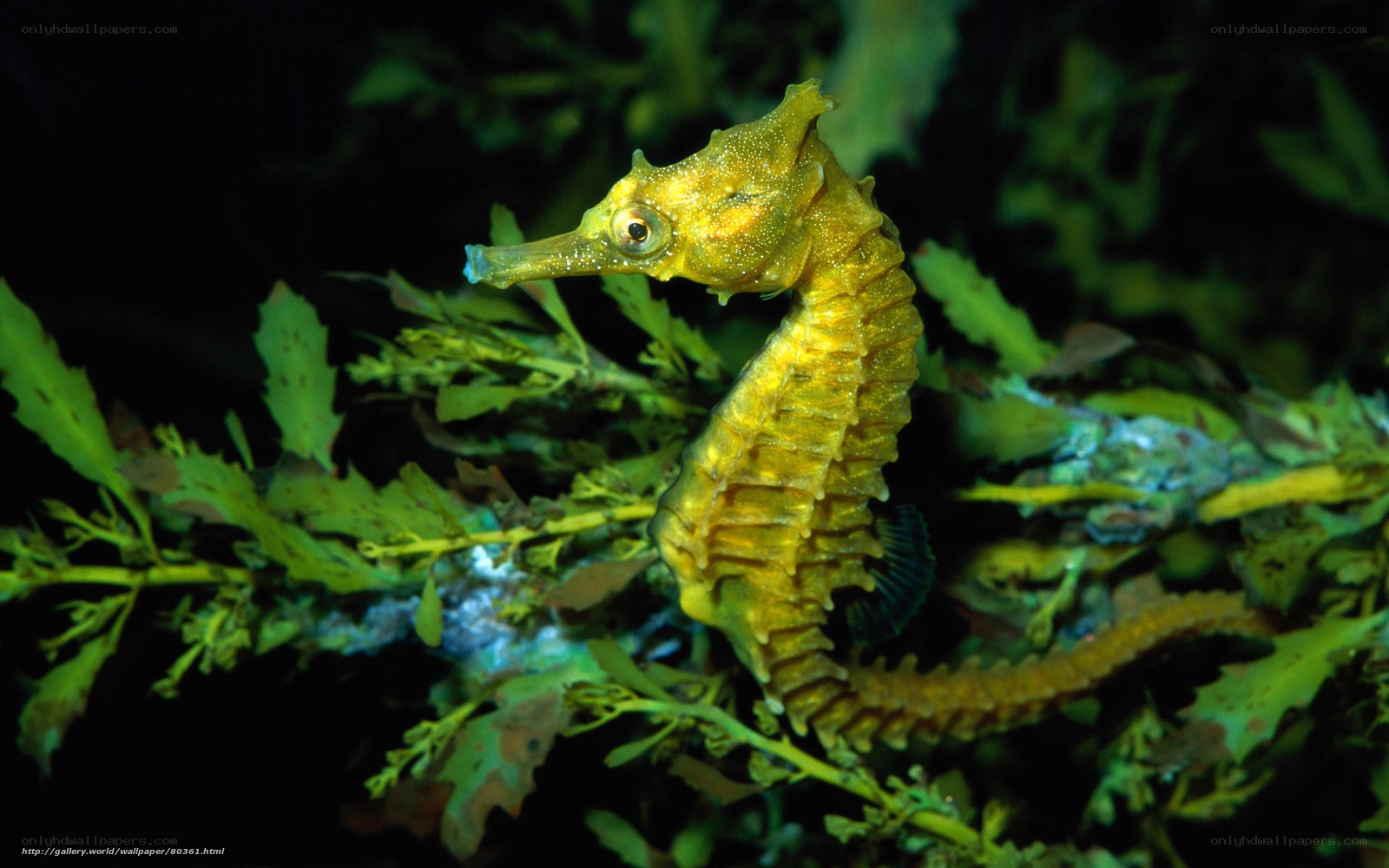 Yellow seahorse in seaweed