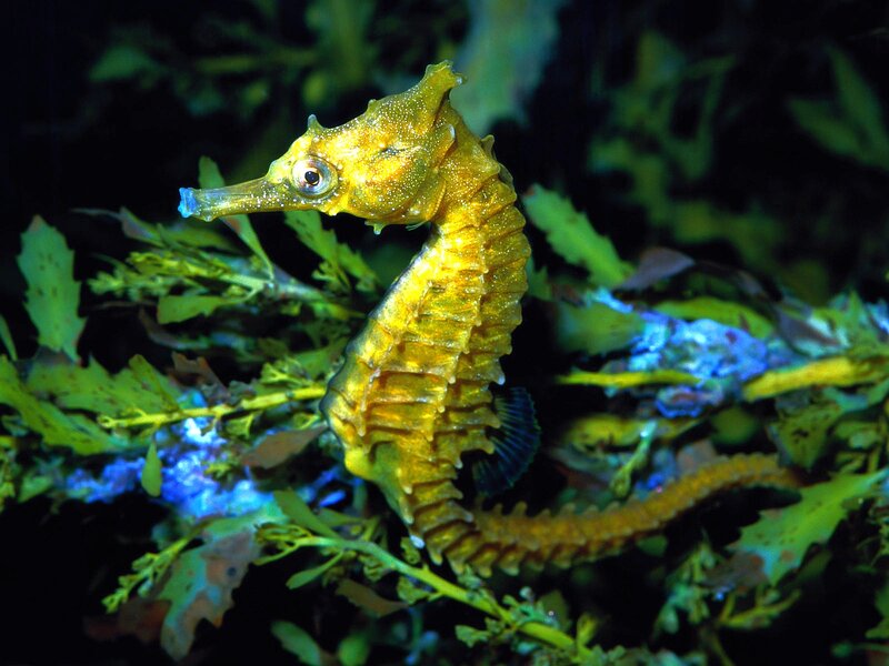Yellow Seahorse — Serene