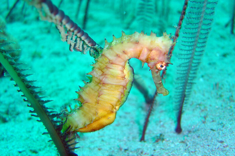 Yellow Seahorse
