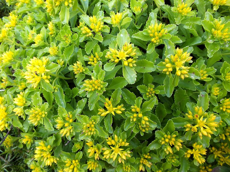Yellow Sedum Flowers — Natural