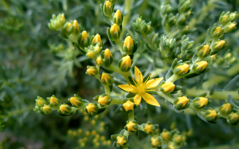 Yellow Sedum Flowers