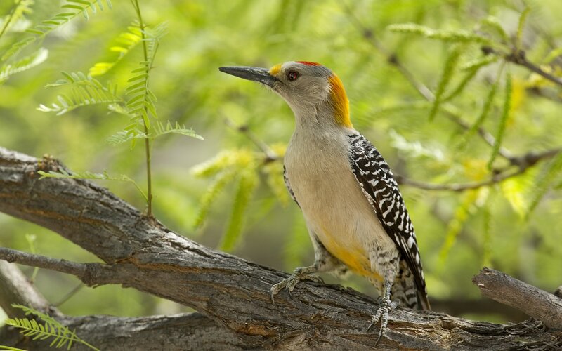 Yellow-shafted Flicker — Green